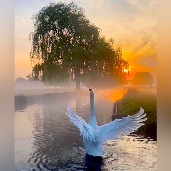 Meet your Posher, Olesya - Picture 1 of 1